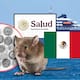 México emite su primera alerta epidemiológica por hantavirus y activa vigilancia nacional en hospitales, laboratorios y unidades médicas