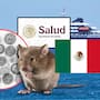 México emite su primera alerta epidemiológica por hantavirus y activa vigilancia nacional en hospitales, laboratorios y unidades médicas