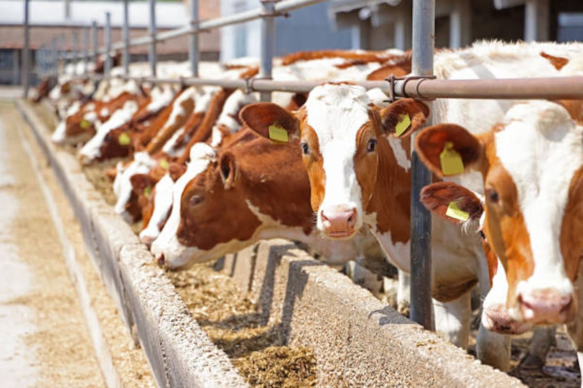 Indican que aún no hay fecha para reapertura de EU para ganado bovino de México