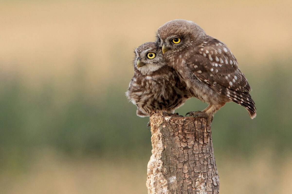 ¿Por qué Estados Unidos acabará con casi medio millón de búhos? La medida que ha desatado polémica