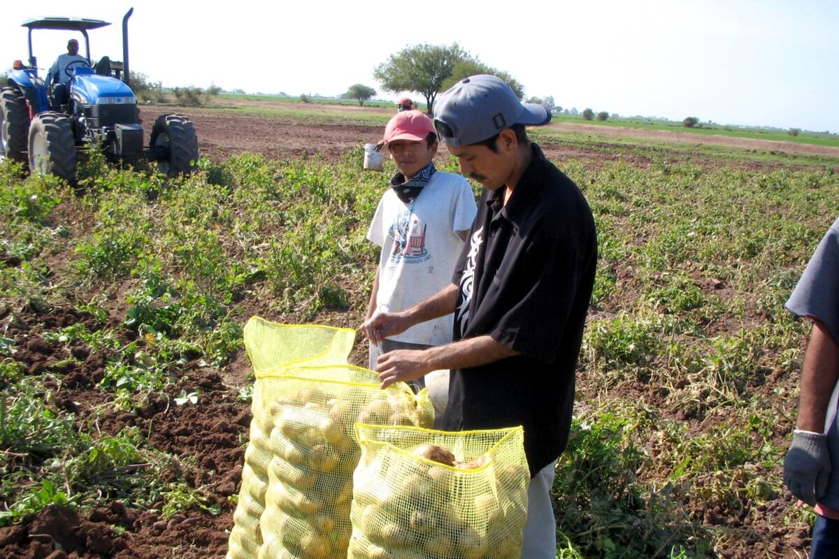 Tiene sector agrícola de Sonora buen cierre de ciclo: Sagarhpa