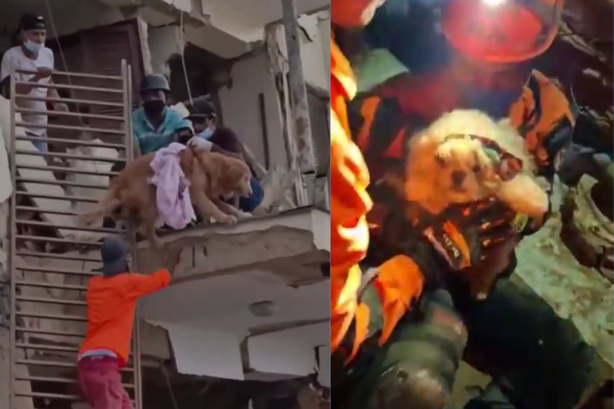 Conmueven rescates de perros que sobrevivieron entre los escombros en Venezuela