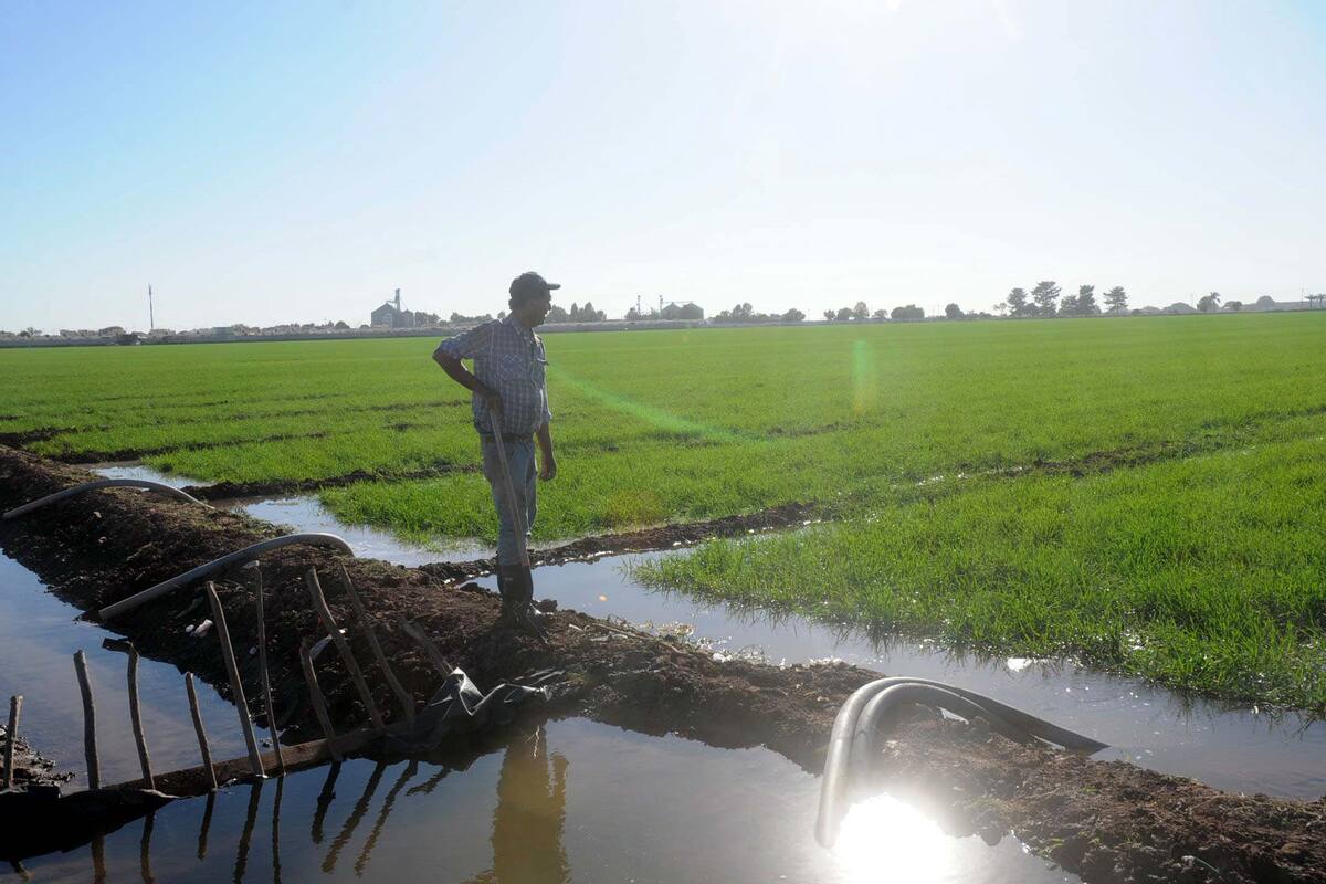 Sequía no ha afectado riego en campos agrícolas de Sonora: Aoans