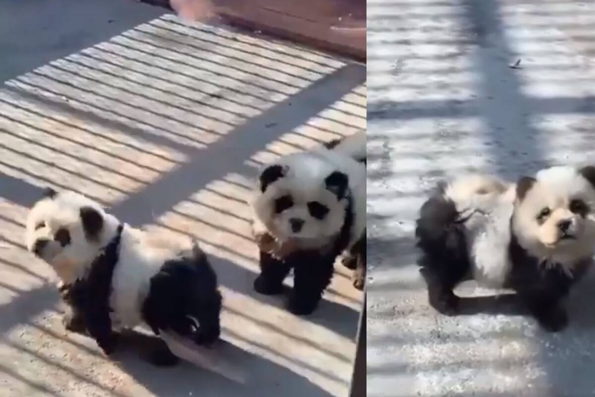 VIDEO: Zoológico exhibe “osos panda” falsos que resultaron ser perros teñidos