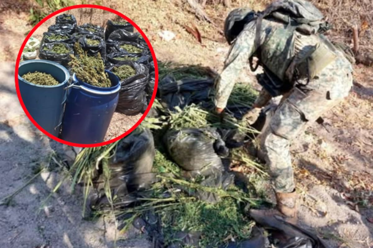 Aseguran más de 200 kilos de presunta marihuana en dos operativos en Culiacán