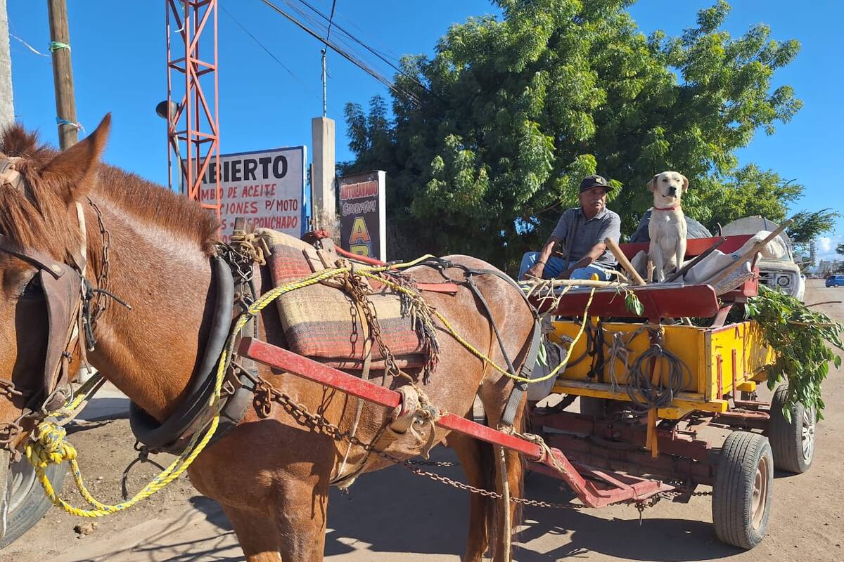 La tradición perdura: Aún se usan las carretas de caballos en Navojoa