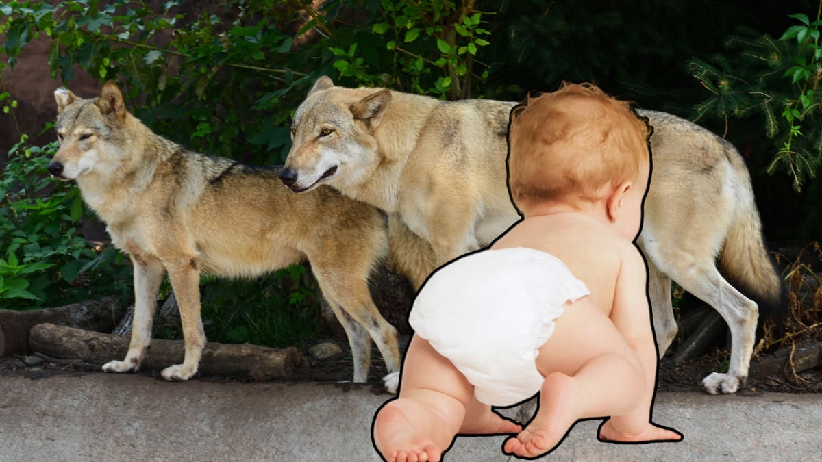 Bebé de 1 año es mordido por un lobo en zoológico de Estados Unidos; sus padres son acusados de negligencia tras ignorar el ataque mientras estaban en sus celulares