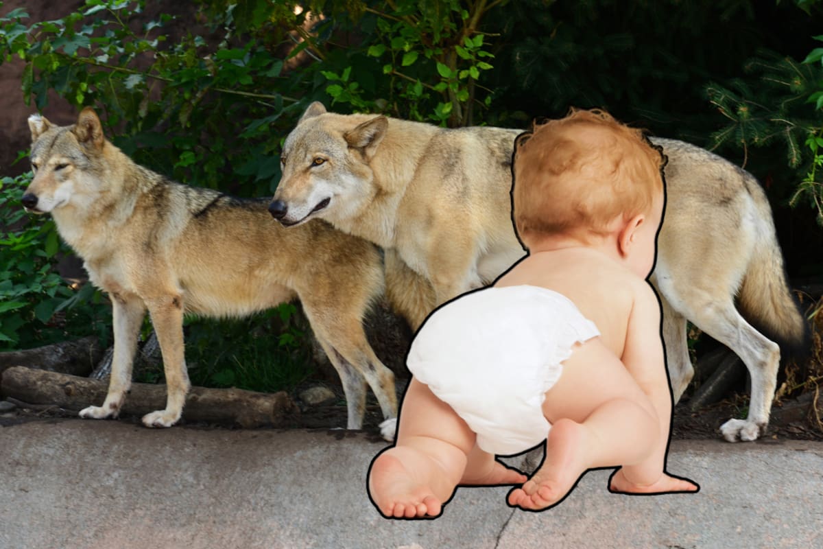 Bebé de 1 año es mordido por un lobo en zoológico de Estados Unidos; sus padres son acusados de negligencia tras ignorar el ataque mientras estaban en sus celulares