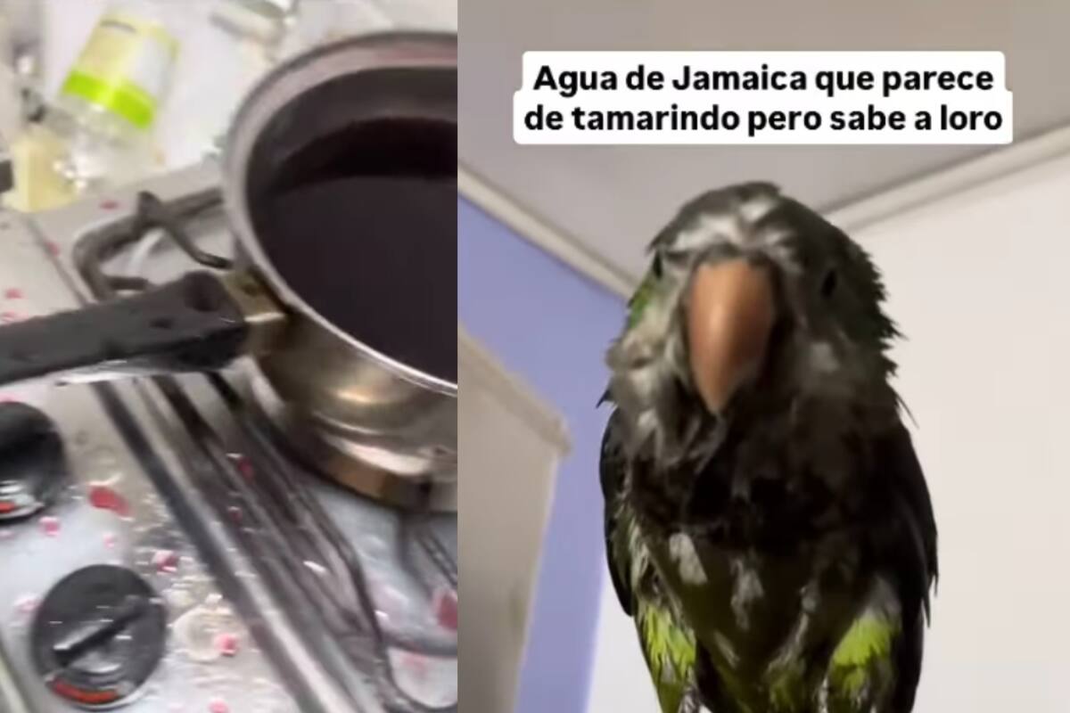 Familia encuentra a su loro completamente bañado en la agua de jamaica que habían preparado para ellos