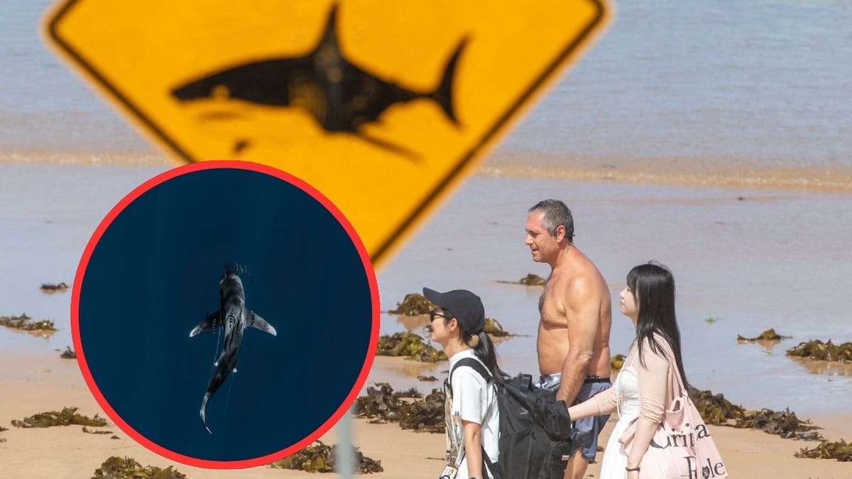 Dos niños y dos adultos son atacados por tiburones en playas de Australia durante un periodo de 48 horas; incidentes son atribuidos a aguas turbias tras intensas lluvias