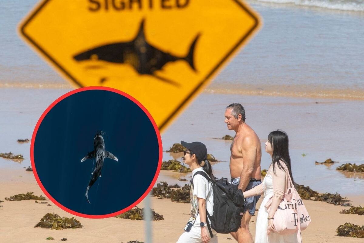 Dos niños y dos adultos son atacados por tiburones en playas de Australia durante un periodo de 48 horas; incidentes son atribuidos a aguas turbias tras intensas lluvias