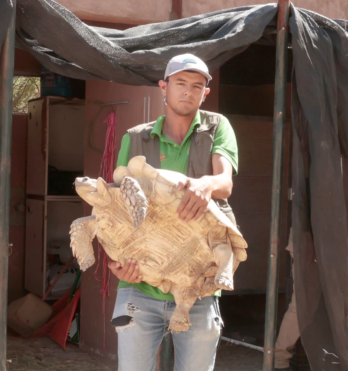 Jorge Leal, animalero de Exhibiciones al Descubierto del Centro Ecológico de Sonora, carga la gigantesca tortuga ‘Pepe’.