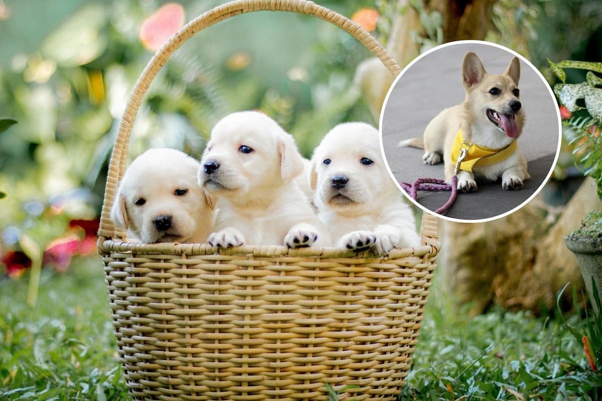 Día Mundial de la Esterilización Animal: por qué es clave para reducir la sobrepoblación y el abandono