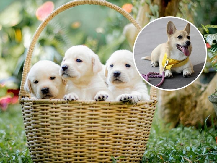 Día Mundial de la Esterilización Animal: por qué es clave para reducir la sobrepoblación y el abandono