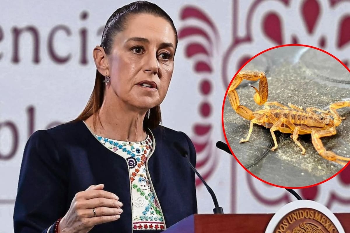 Sheinbaum dice que revisará caso de la niña de Hermosillo fallecida en hospital del IMSS que carecía de antídoto contra picadura de alacrán