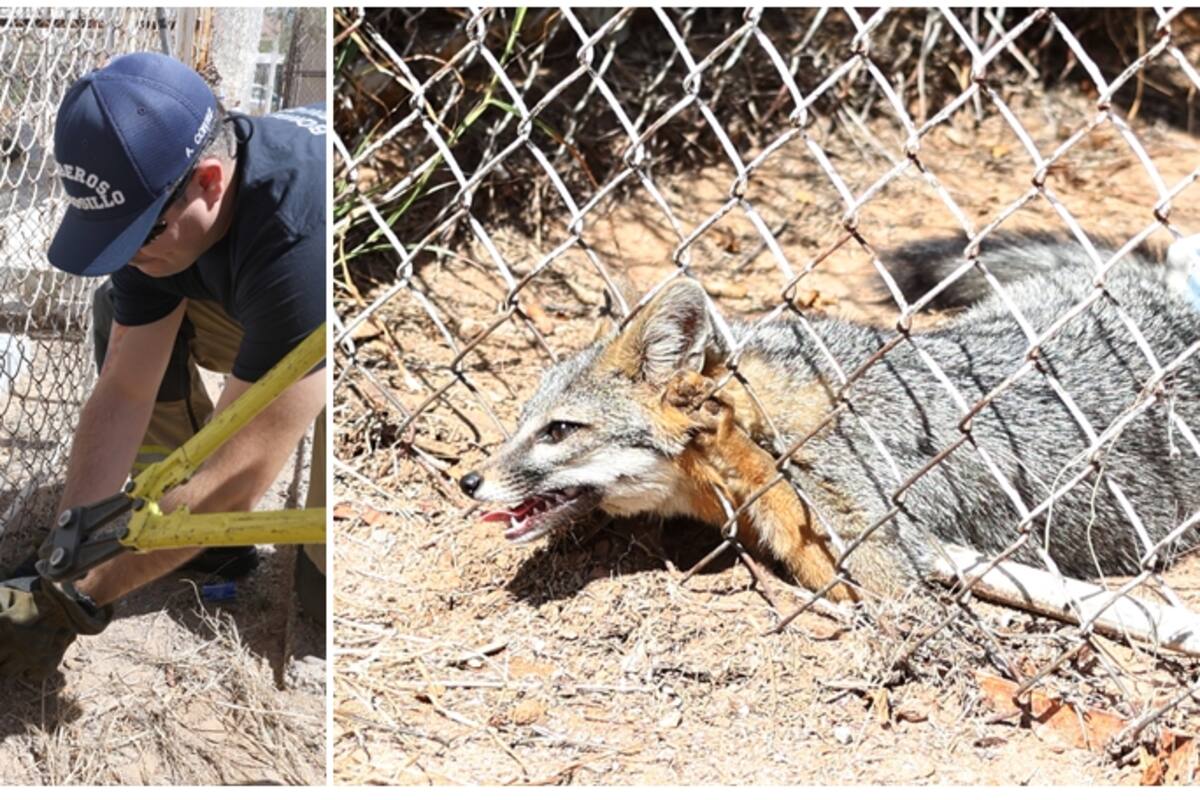 Aumenta en 2024 el rescate de animales: Bomberos de Hermosillo