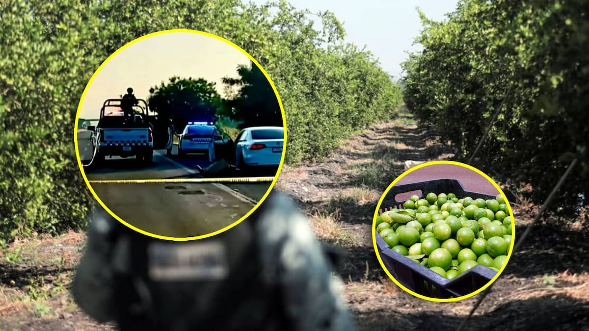 Ejecutan a productor limonero en Michoacán en medio de ola de violencia y extorsiones. Foto: Especial