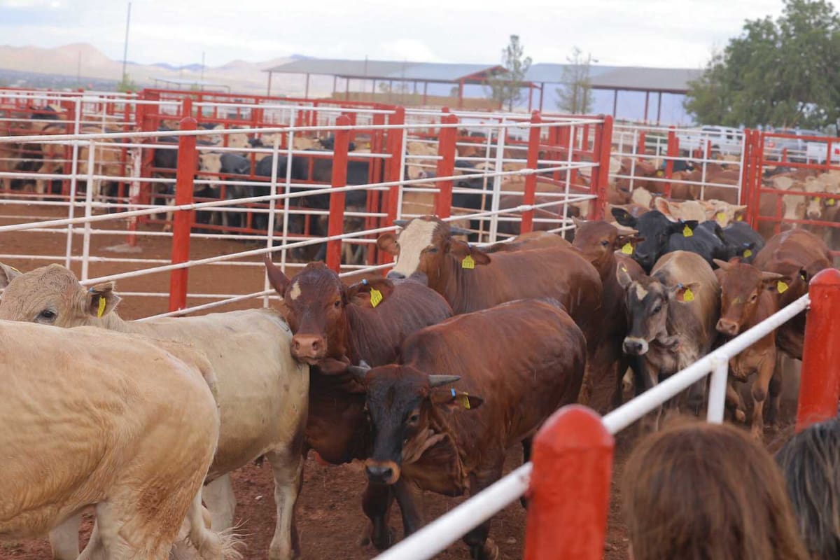 Sonora mantiene su estatus sanitario libre de gusano barrenador, aunque productores mantienen preocupación por el impacto en las exportaciones. FOTO: BANCO DIGITAL