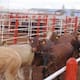 Ganaderos de Sonora se preparan para frenar el gusano barrenador ante reapertura de frontera
