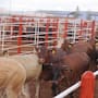 Ganaderos de Sonora se preparan para frenar el gusano barrenador ante reapertura de frontera