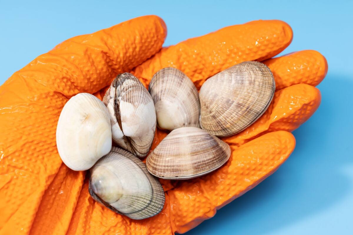 Autoridades de salud advierten no comer ciertos mariscos locales