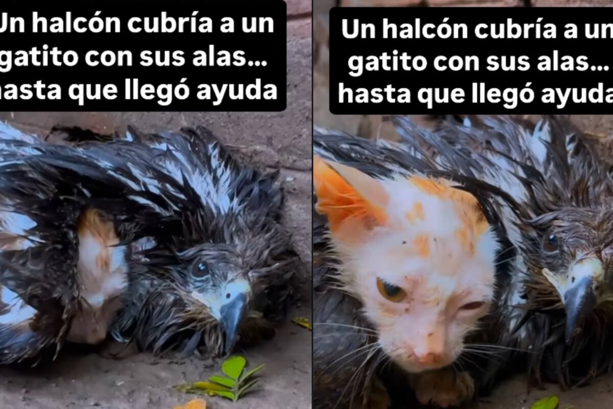 CONMOVEDOR: Un halcón protege a un gatito lastimado con sus alas hasta que llegan a rescatarlos