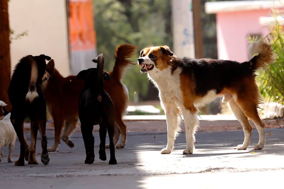 ¿Busca mascota? Invitan a Feria de Adopción