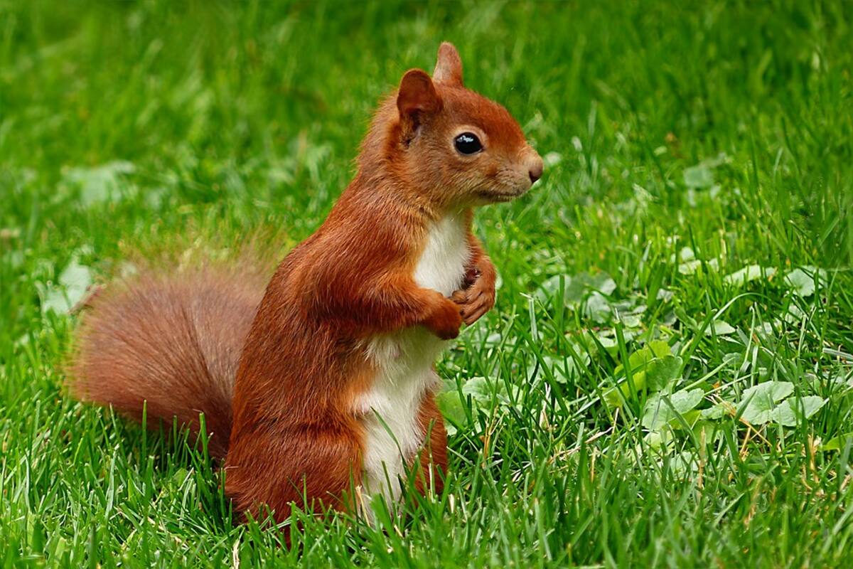 VIDEO: Ardilla se paraliza cuando un hombre le comparte nueces que recolectó en un bosque de Rusia