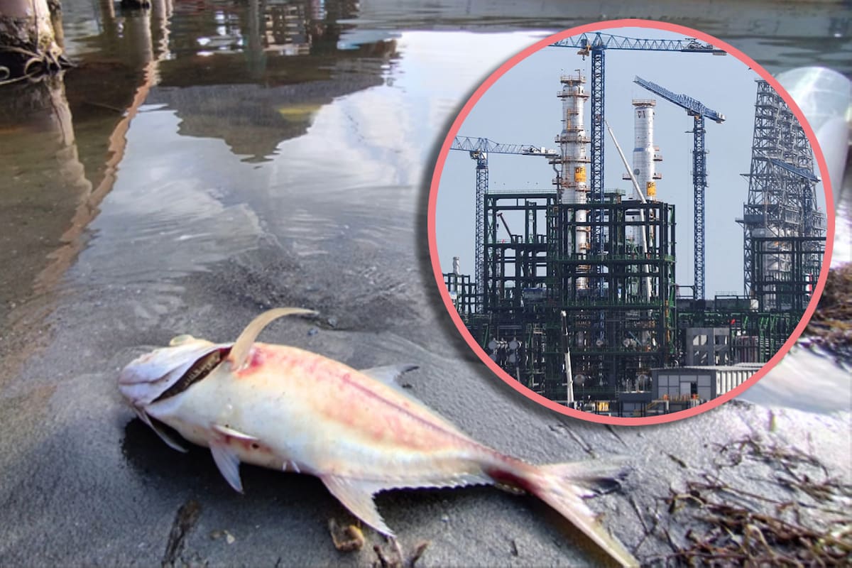 ¿Contaminación en Dos Bocas? Vecinos denuncian peces muertos en río cercano a la Refinería