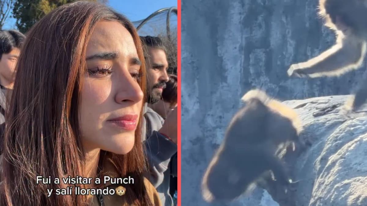 Tammy Parra rompe en llanto tras ver cómo lanzan a “Punch”, el mono viral, durante su visita a Japón, y desata críticas en redes por promocionar un lugar señalado por incentivar el cautiverio de animales
