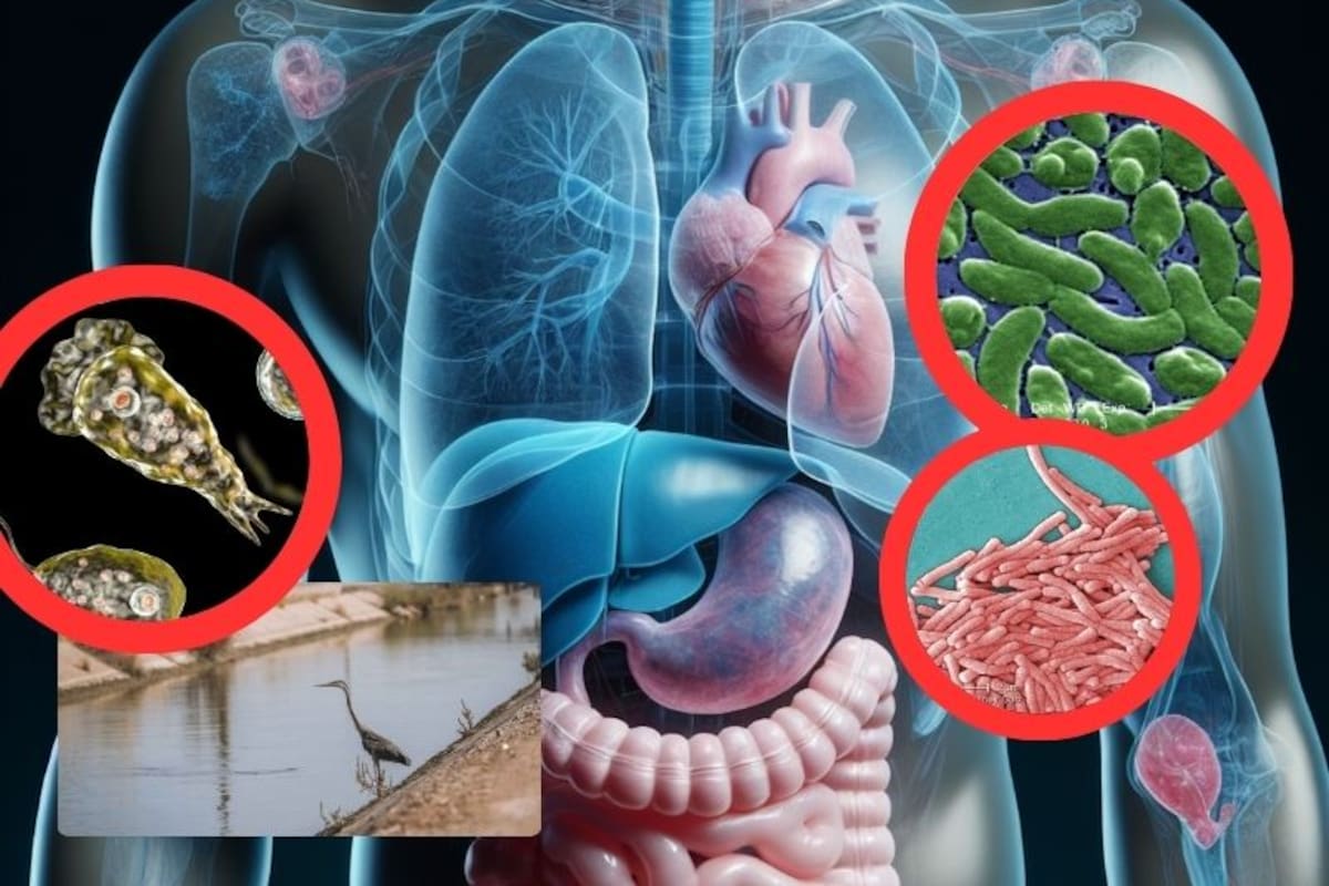 Cambio climático: Calor extremo impulsa brote de bacterias mortales en el agua