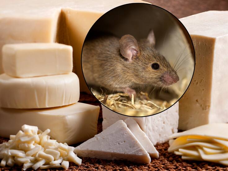 Estos son los quesos que se retiran del mercado por riesgo de contaminación con ratas
