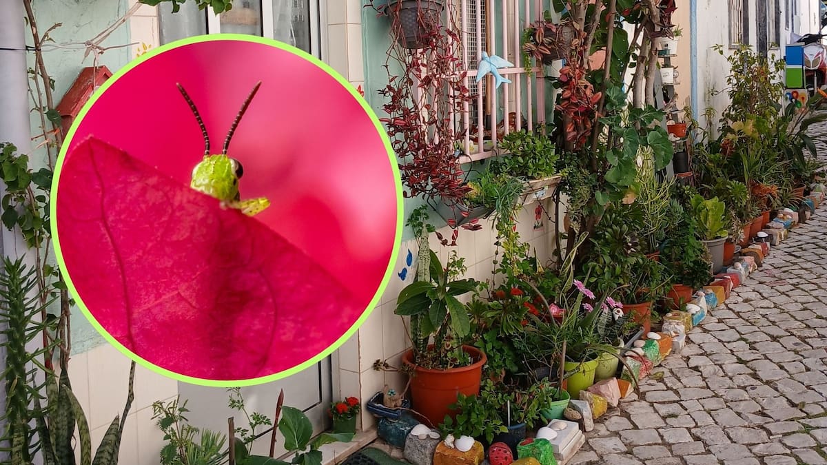 Escuchar el canto de los grillos en tu hogar es un indicador de equilibrio ecológico que confirma que tu patio o jardín es un entorno saludable y libre de pesticidas químicos