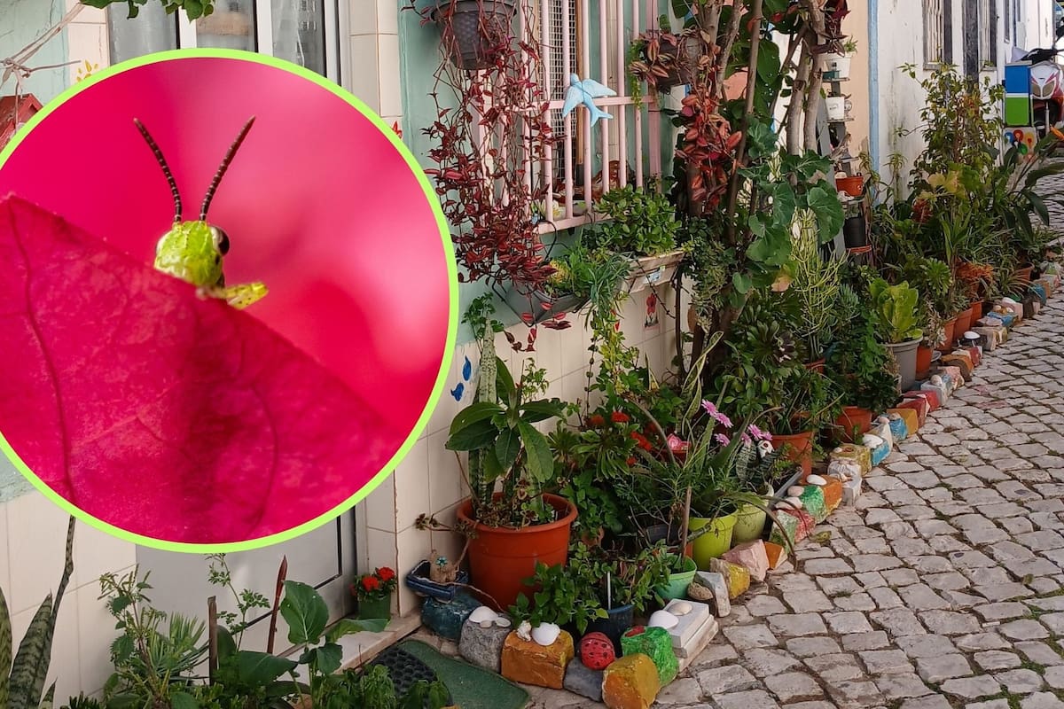 Escuchar el canto de los grillos en tu hogar es un indicador de equilibrio ecológico que confirma que tu patio o jardín es un entorno saludable y libre de pesticidas químicos