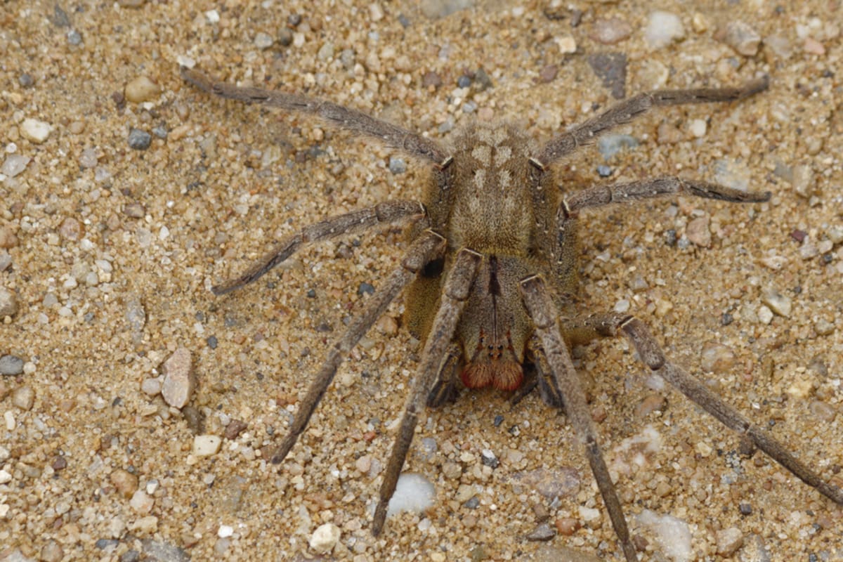 Araña del banano en Uruguay: qué tan peligrosa es y qué hacer en caso de picadura