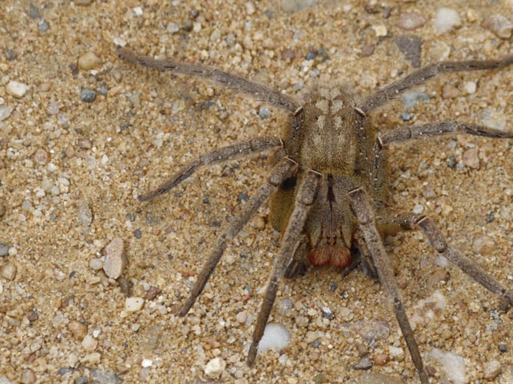 Araña del banano en Uruguay: qué tan peligrosa es y qué hacer en caso de picadura
