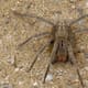 Araña del banano en Uruguay: qué tan peligrosa es y qué hacer en caso de picadura