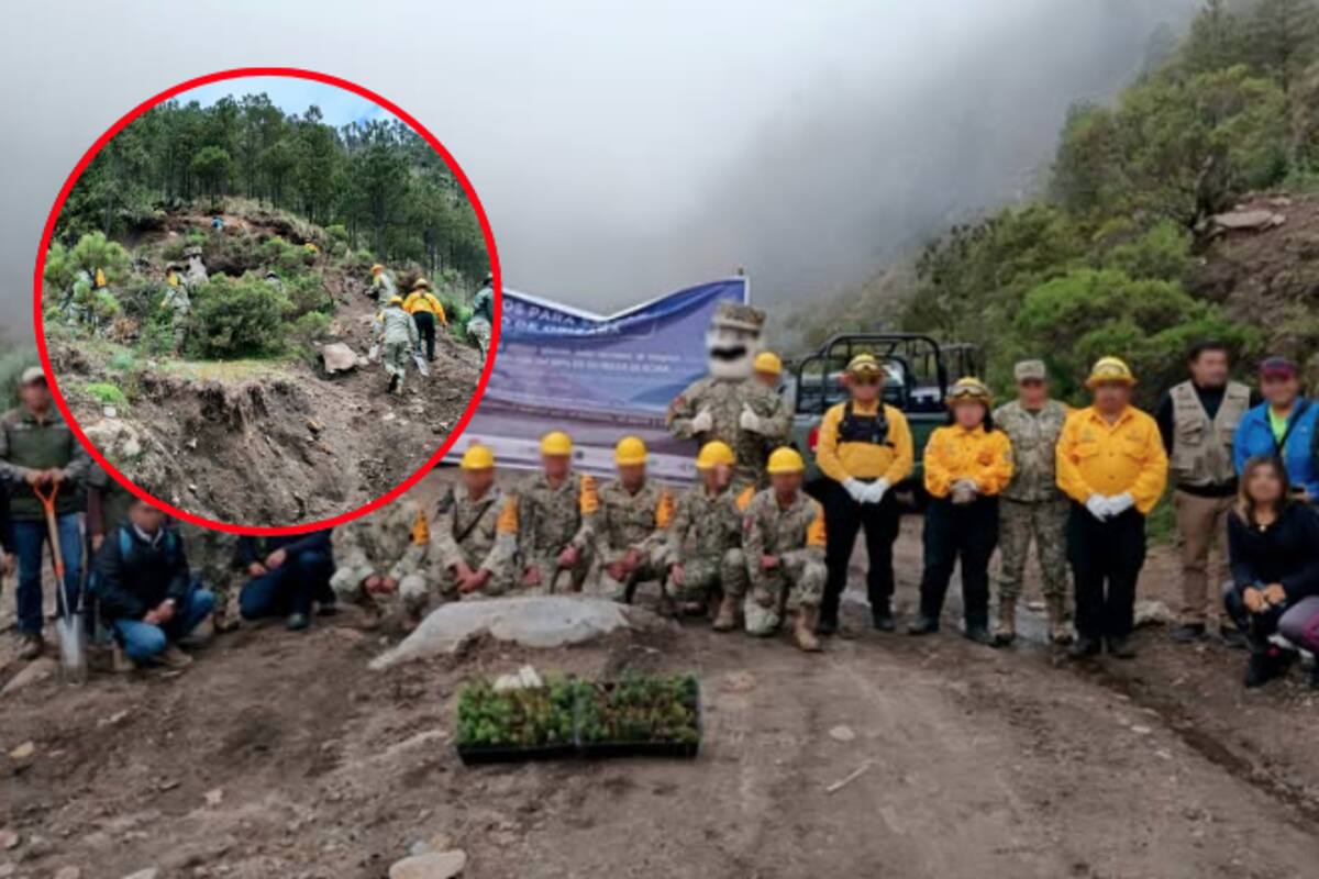 Reforestan Pico de Orizaba con 1,500 oyameles para salvar ecosistema amenazado