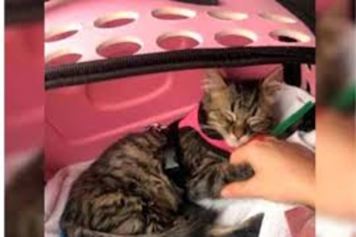 Eutanasia o cuarentena: el destino de un gato