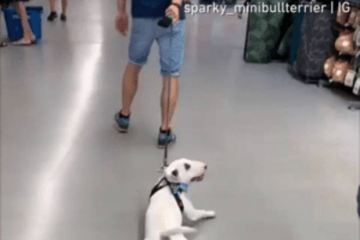 Cachorro odia salir a pasear
