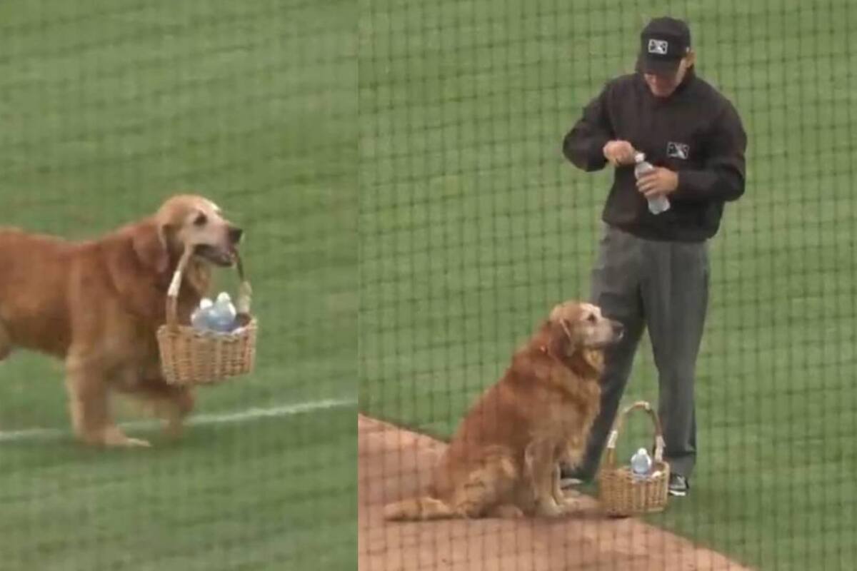 Perro se vuelve viral por llevarle agua a los ampayers en juego de beisbol (VIDEO)