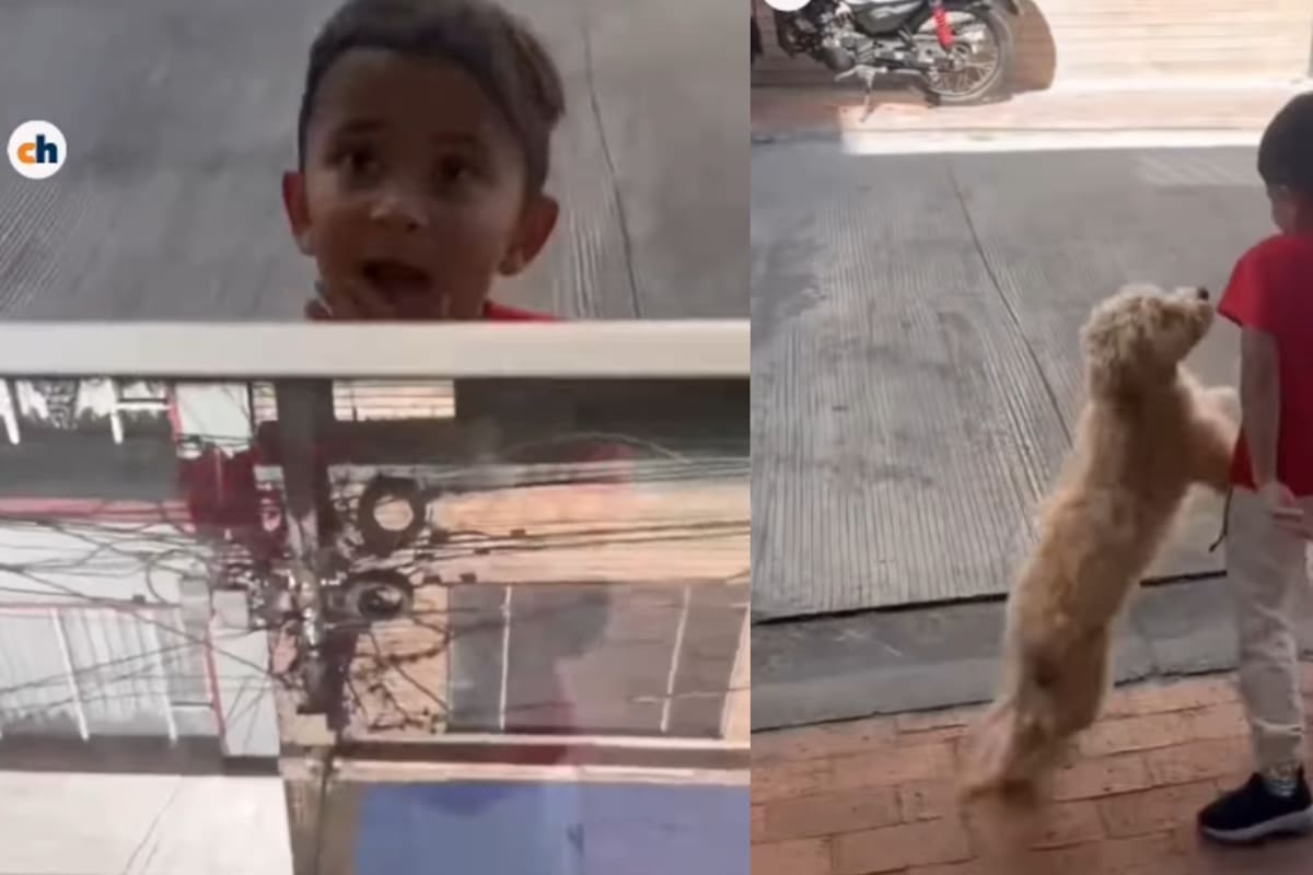“¿Puede salir Zira?”: niños enternecen al pedir permiso para que la mascota de una tienda salga a jugar con ellos