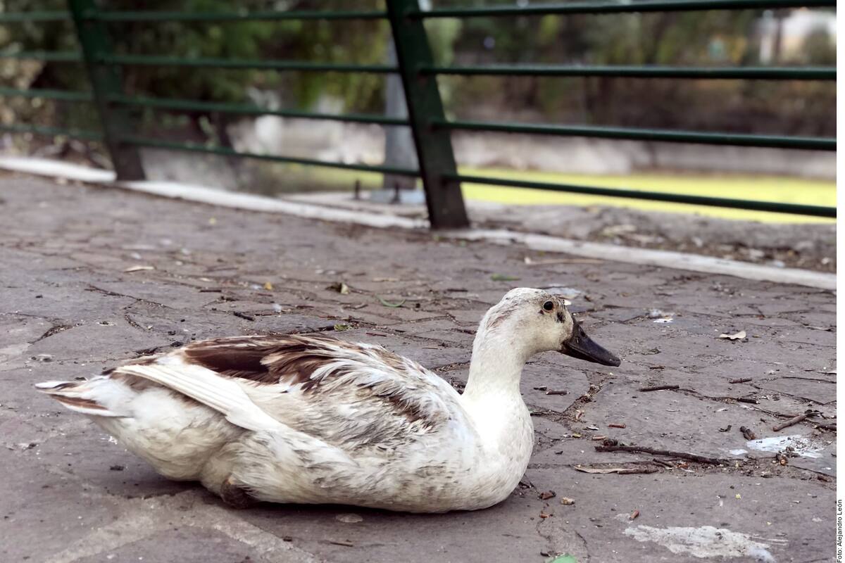 En peligro salud de animales por contaminación ambiental