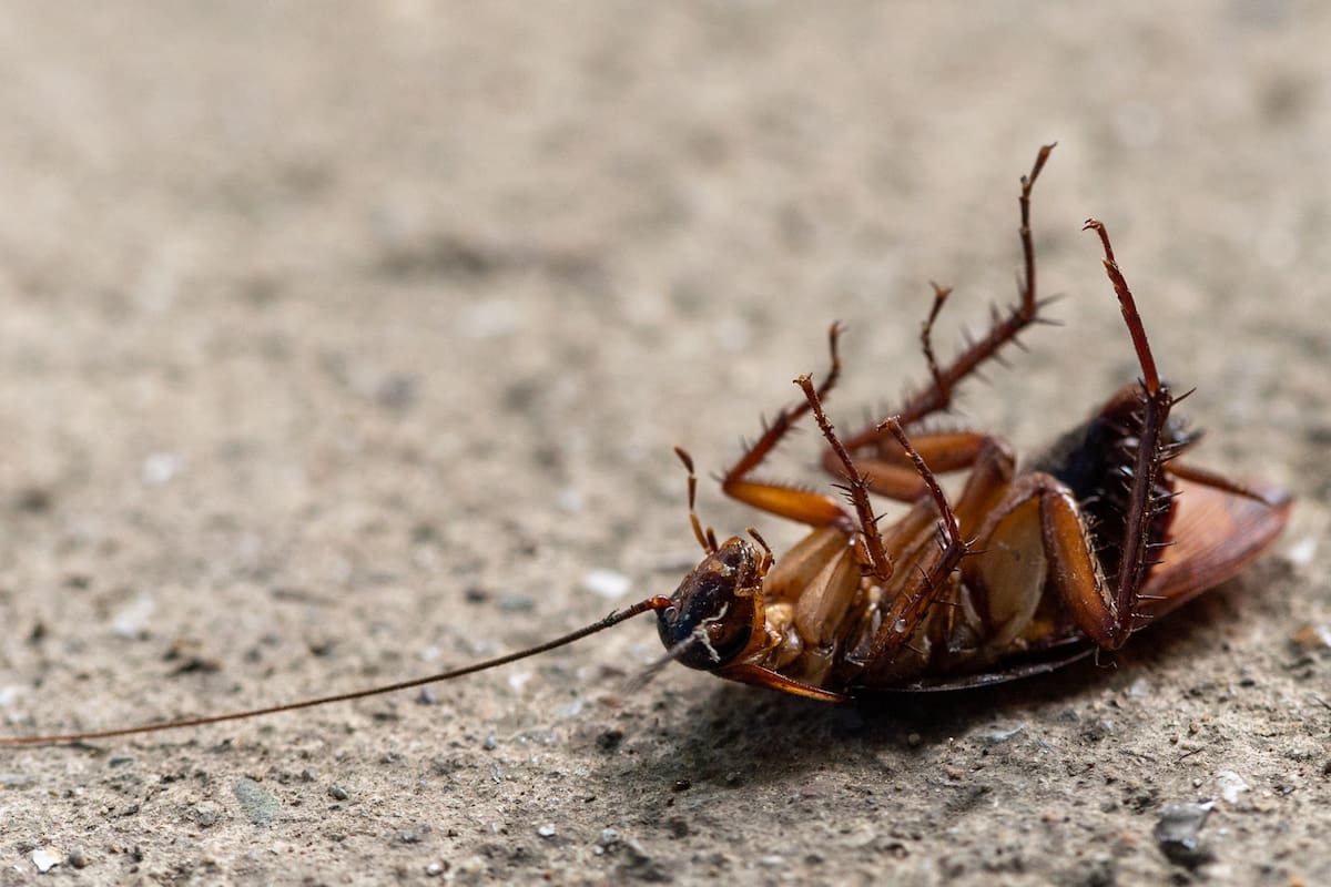 ¿Cuánto tiempo viven las cucarachas?