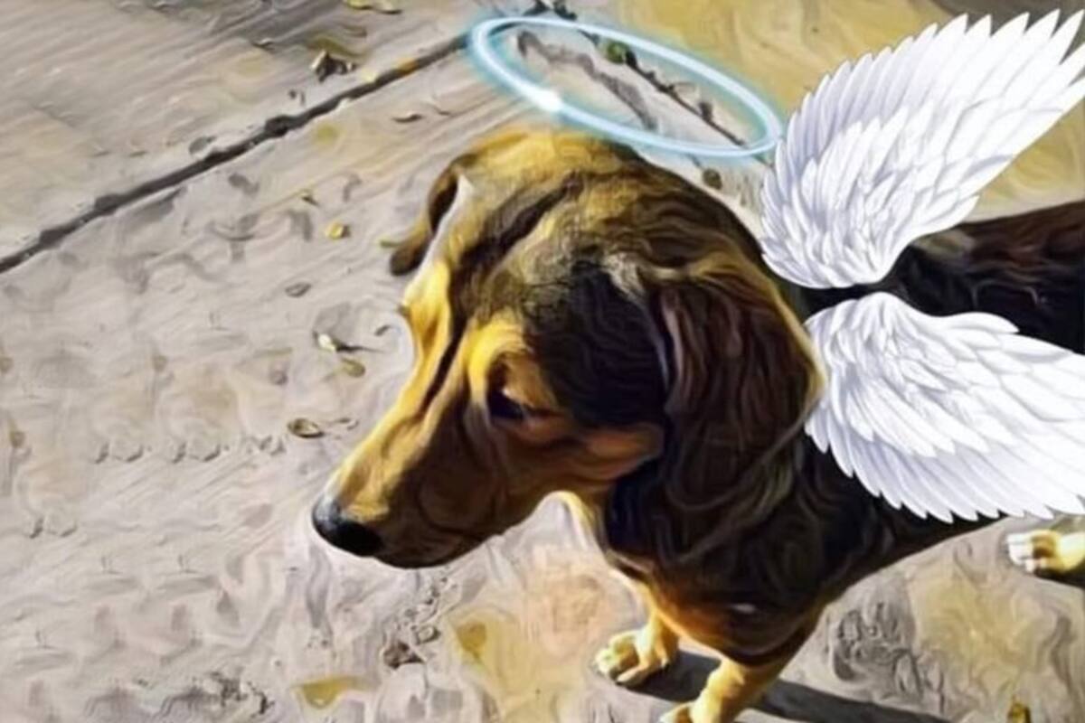 Rodolfo Corazón: Claman justicia por perrito asesinado con hacha en Los Mochis