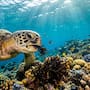 Tortugas marinas verdes redujeron hasta 25% de alga invasora en arrecifes de Hawái y científicos advirtieron que su migración podría expandir la especie en más de 101 kilómetros cuadrados del ecosistema coralino del Pacífico