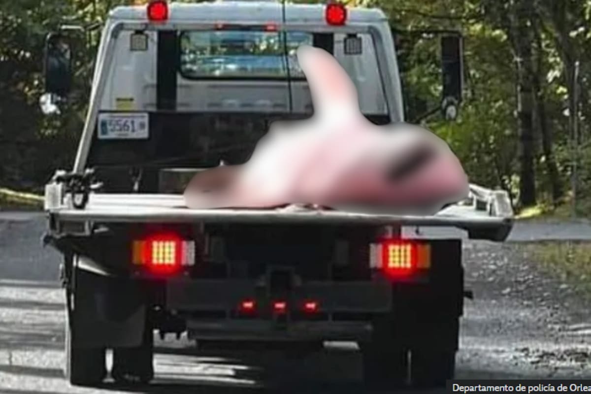 Hallan un enorme tiburón blanco muerto en una playa de Cape Cod