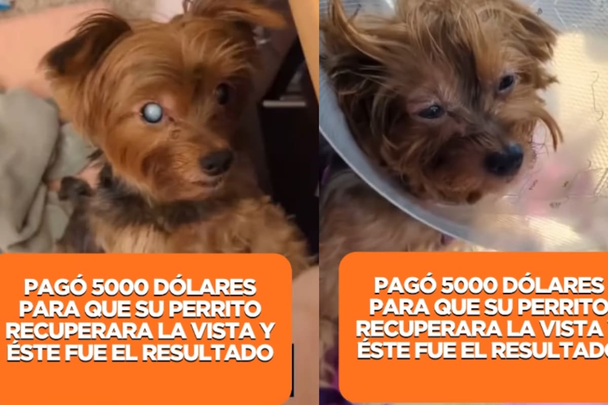 Hombre gasta más de 95 mil pesos para que su perrito recupere la vista y enternece a todos