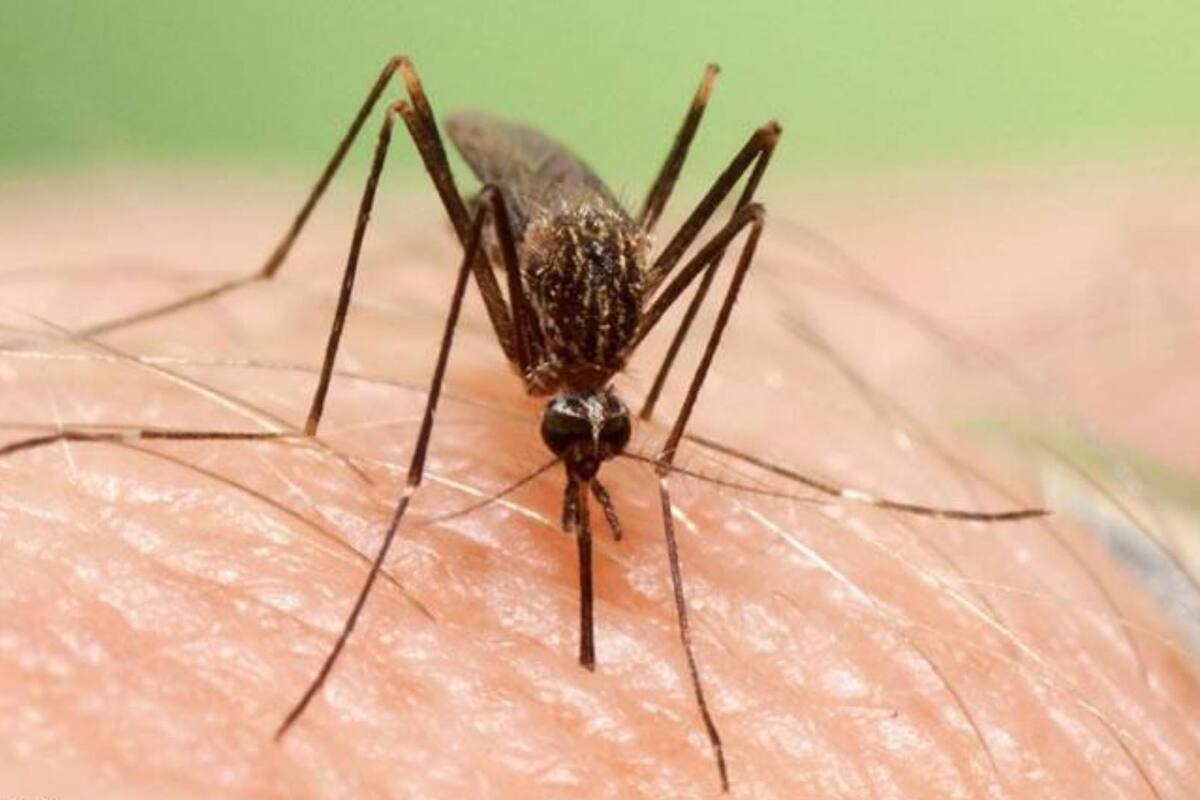 Detectan más de 100 casos de dengue en Sonora