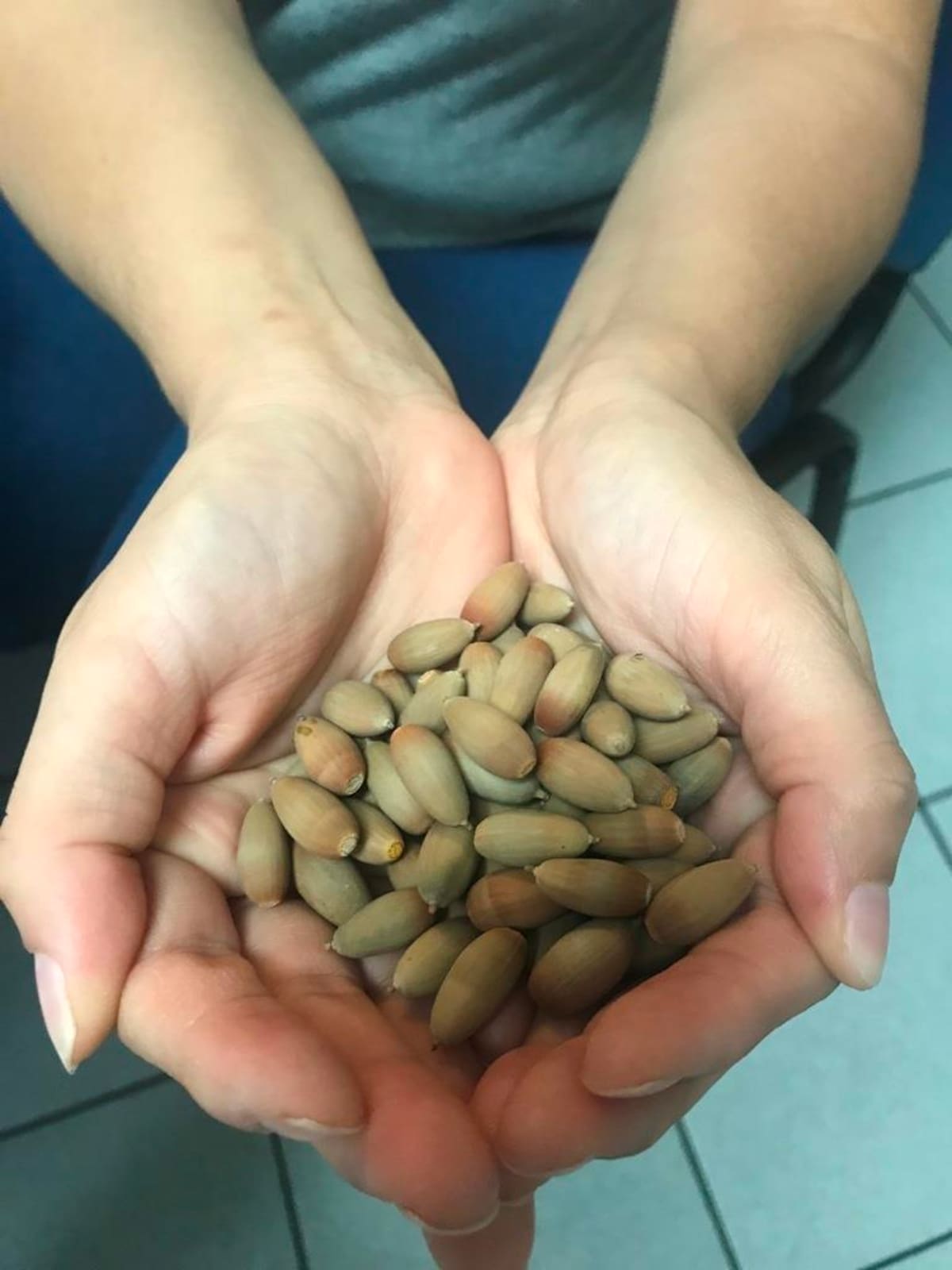 Un inconfundible sabor tienen las bellotas.